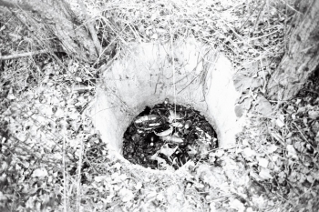 https://ti.nemaelita.com/files/gimgs/th-14_147-scan0038.jpg