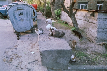 https://ti.nemaelita.com/files/gimgs/th-14_175-scan0029.jpg