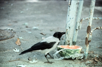 https://ti.nemaelita.com/files/gimgs/th-14_229-scan0008.jpg