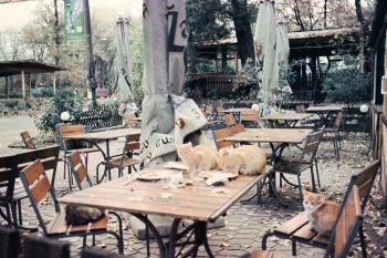 https://ti.nemaelita.com/files/gimgs/th-14_239-scan0000.jpg