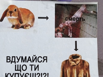 https://ti.nemaelita.com/files/gimgs/th-26_00524.jpg