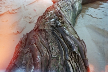 https://ti.nemaelita.com/files/gimgs/th-4_scan00133.jpg
