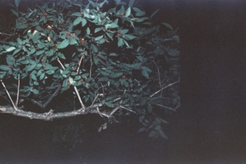 https://ti.nemaelita.com/files/gimgs/th-6_scan0036.jpg