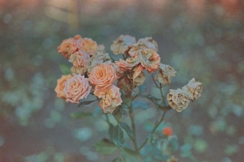 https://ti.nemaelita.com/files/gimgs/th-8_026-scan0010.jpg