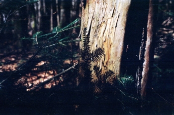 https://ti.nemaelita.com/files/gimgs/th-9_221-scan0003.jpg