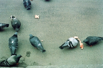 https://ti.nemaelita.com/files/gimgs/th-9_250-scan0004.jpg